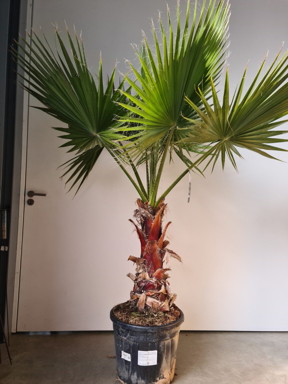 Washingtonia Robusta Mexicaanse waaierpalm Zuidplant