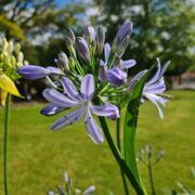 blauwe agapanthus