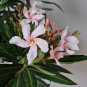 bloem nerium oleander