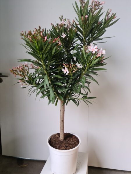 nerium oleander op stam