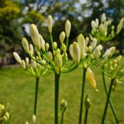 witte agapanthus