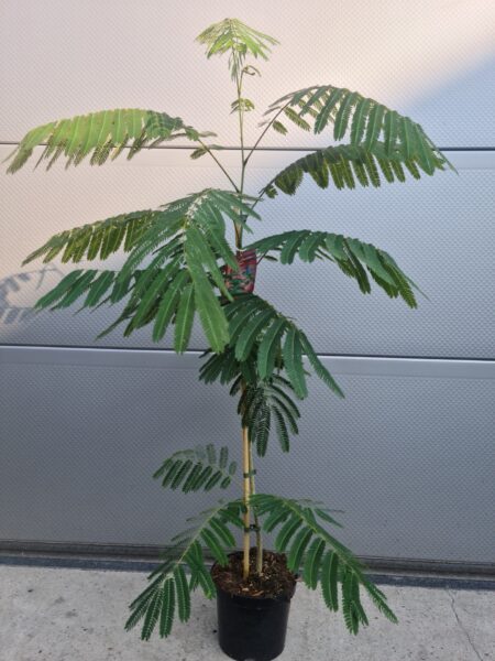 albizia